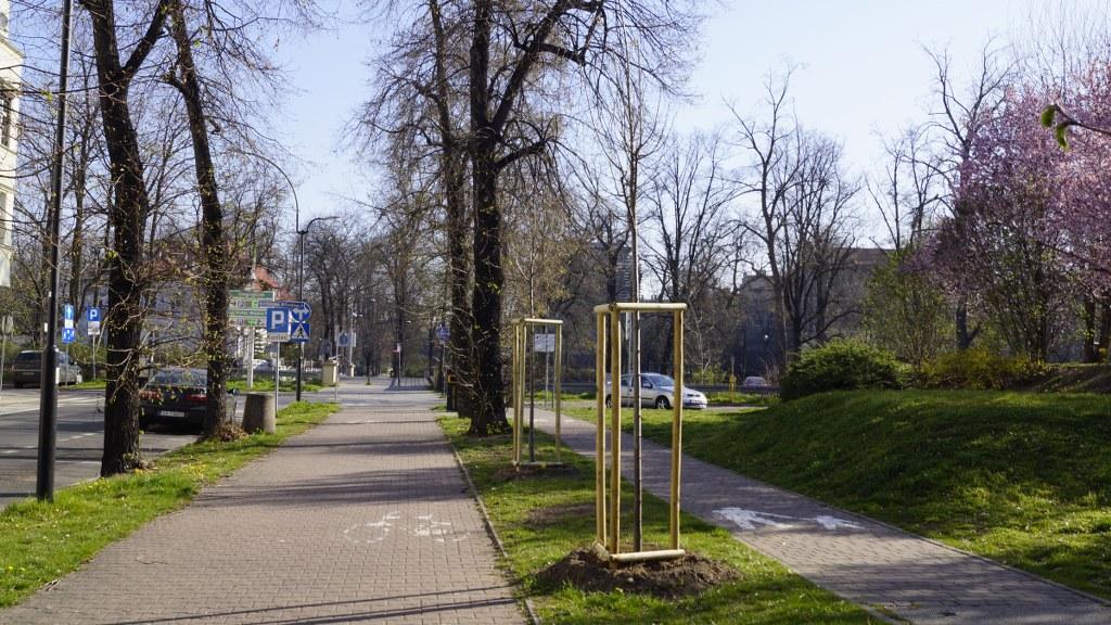 Jeszcze więcej zieleni. Kolejne nasadzenia i to nie koniec