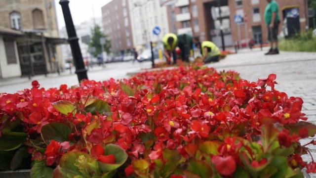 begonia5
