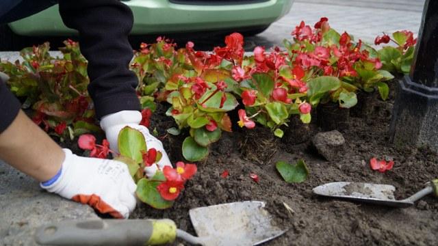 begonia4