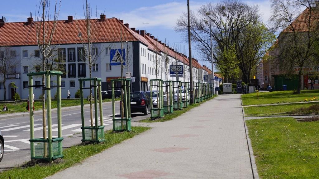 drzewa nowe