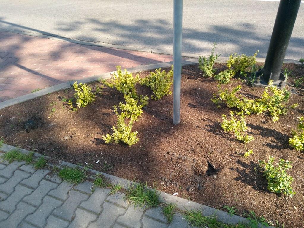 kradziez