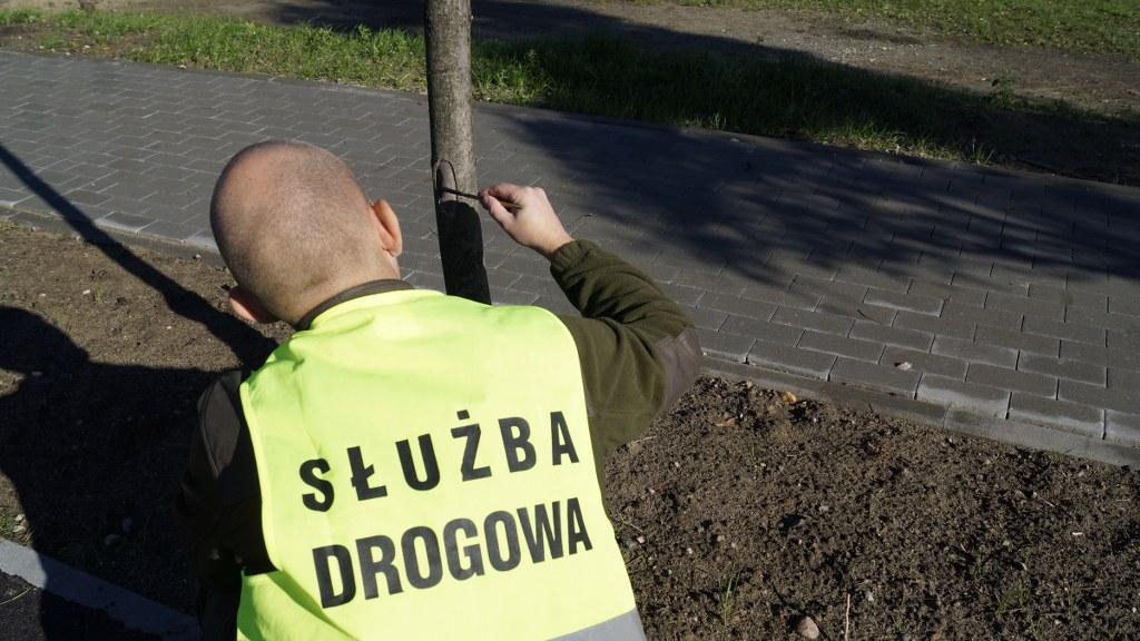 drzewo leczenie 