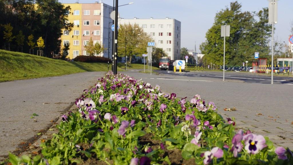 kwiatki