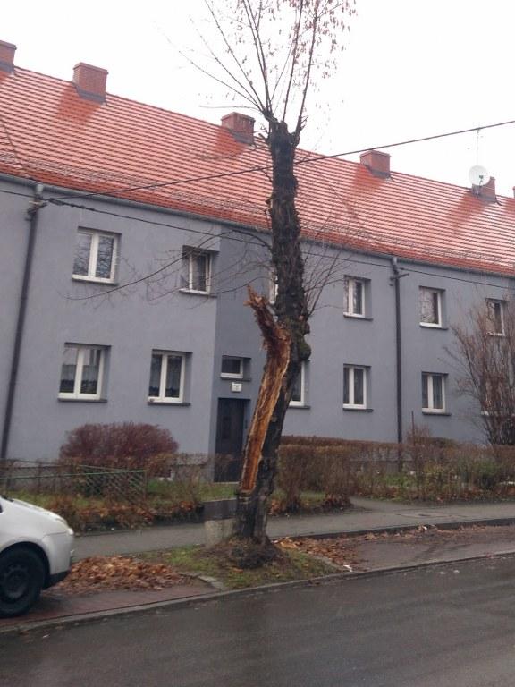 drzewo do wycinki