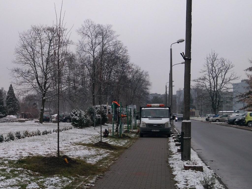 drzewa przedswiosnie