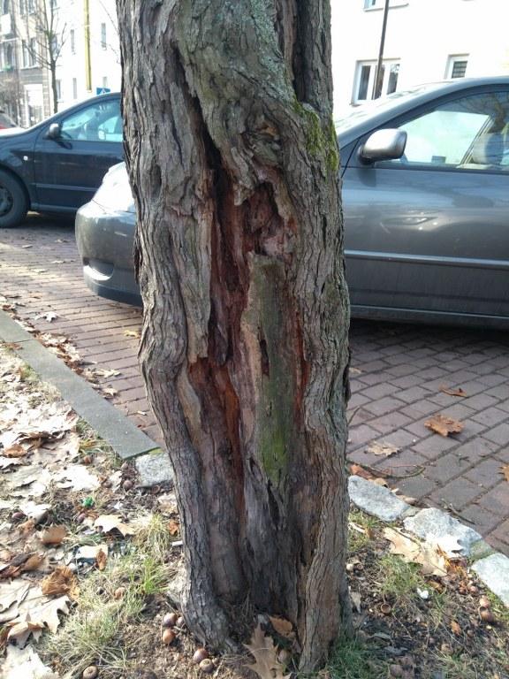 do wycinki