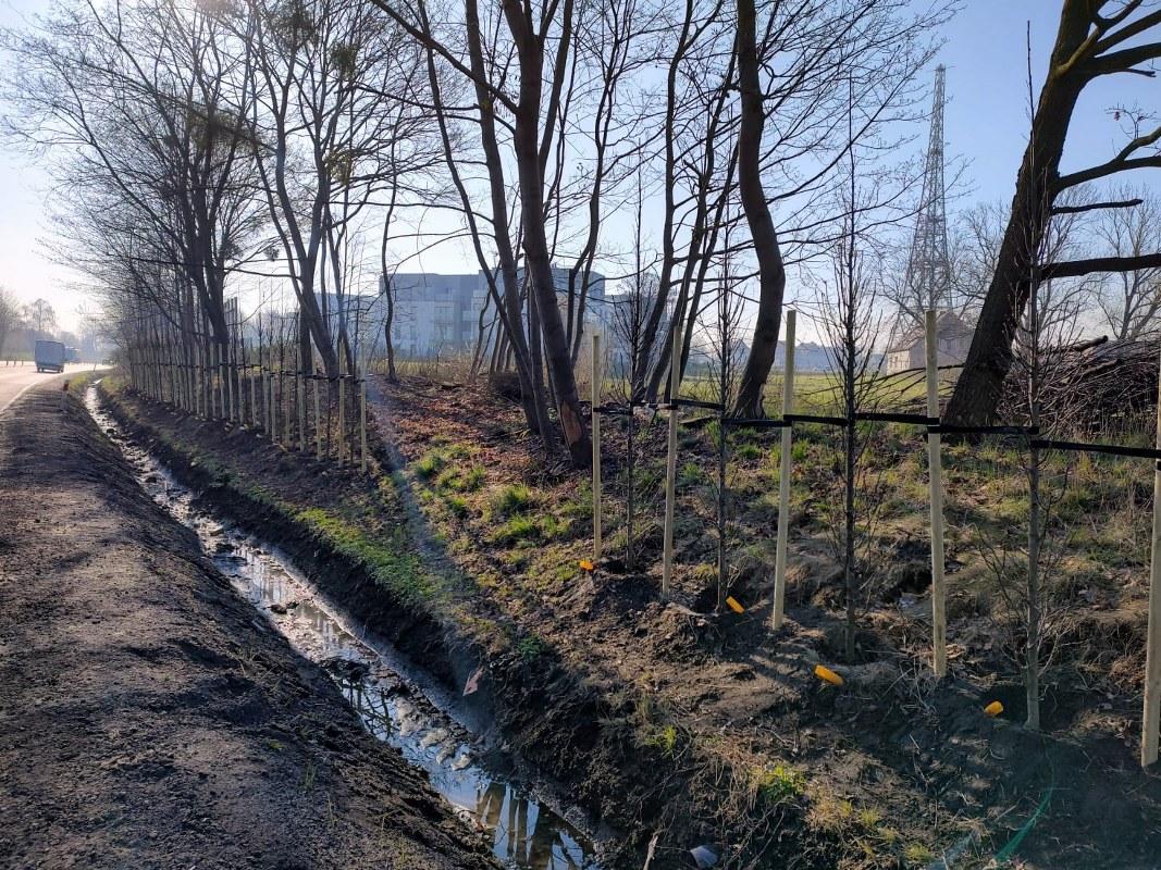 drzewa zielone ekrany