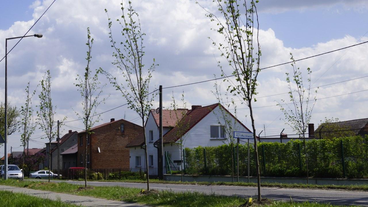 drzewa daszynskiego