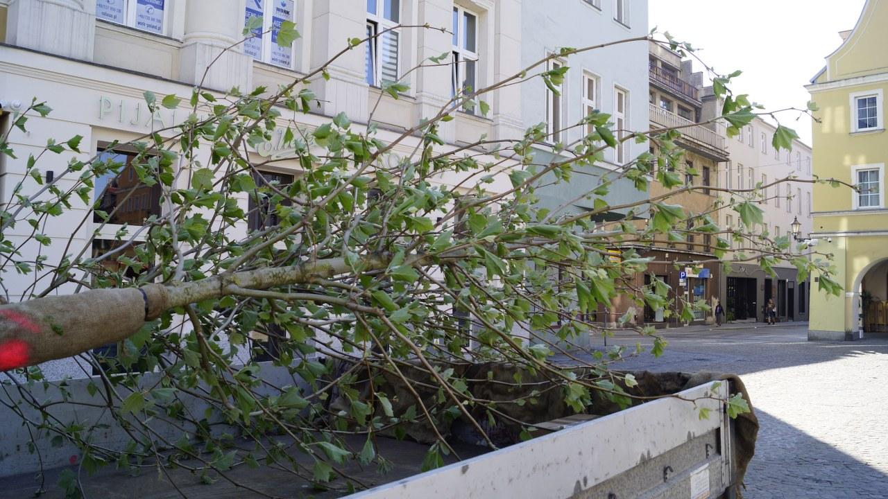drzewa na rynek