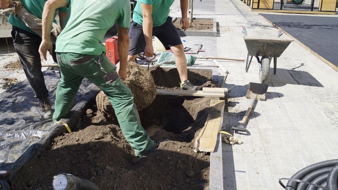 rynek ostatnie drzewao