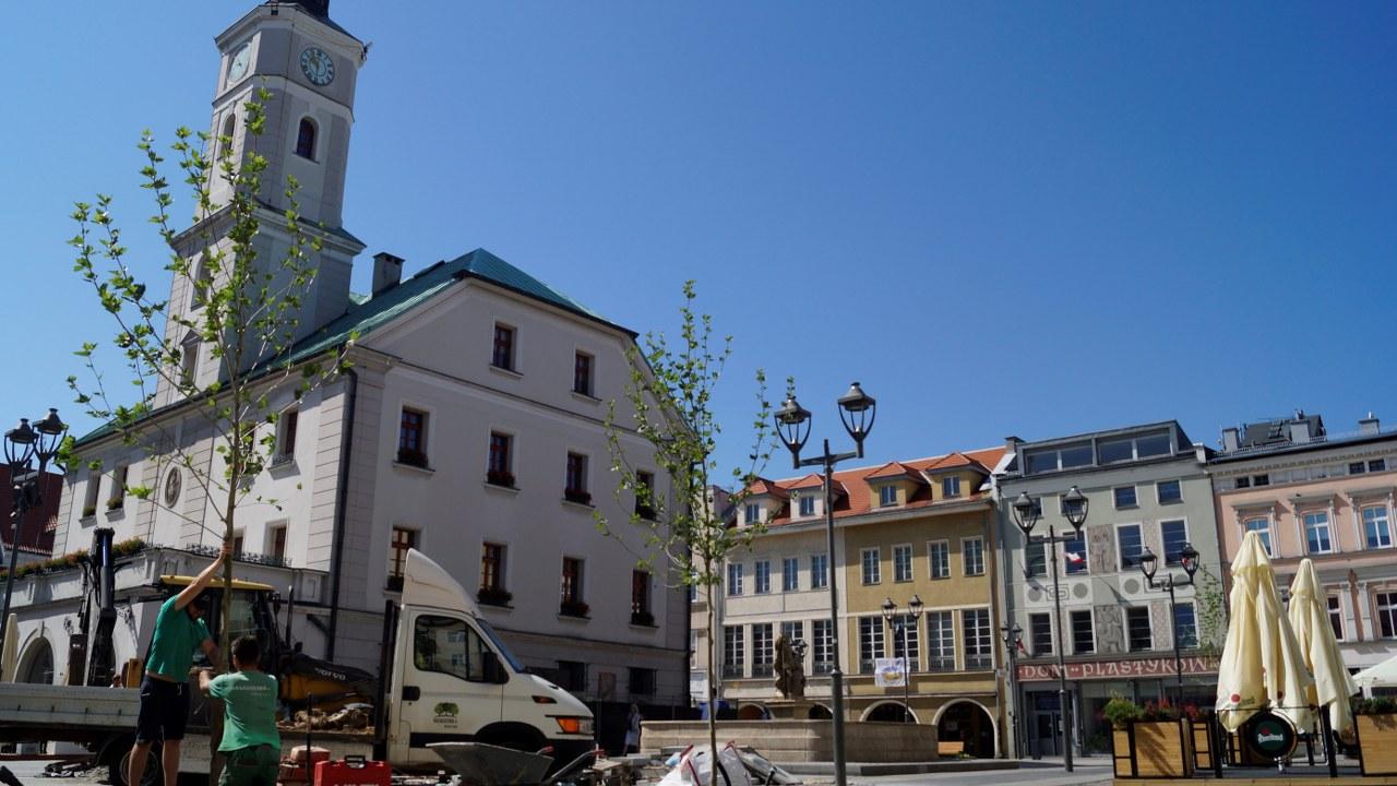 rynek ostatnie drzewao