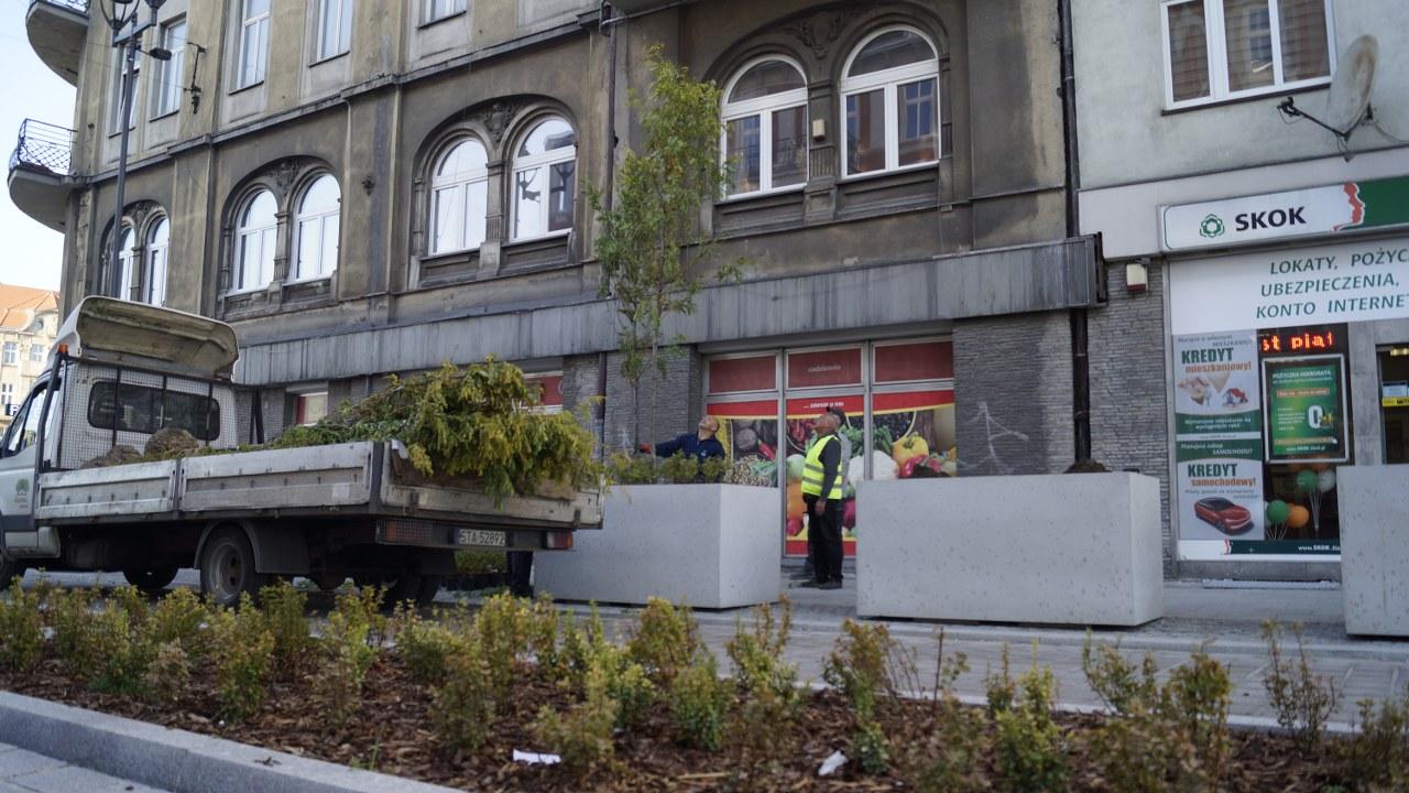 zwyiestwa drzewa