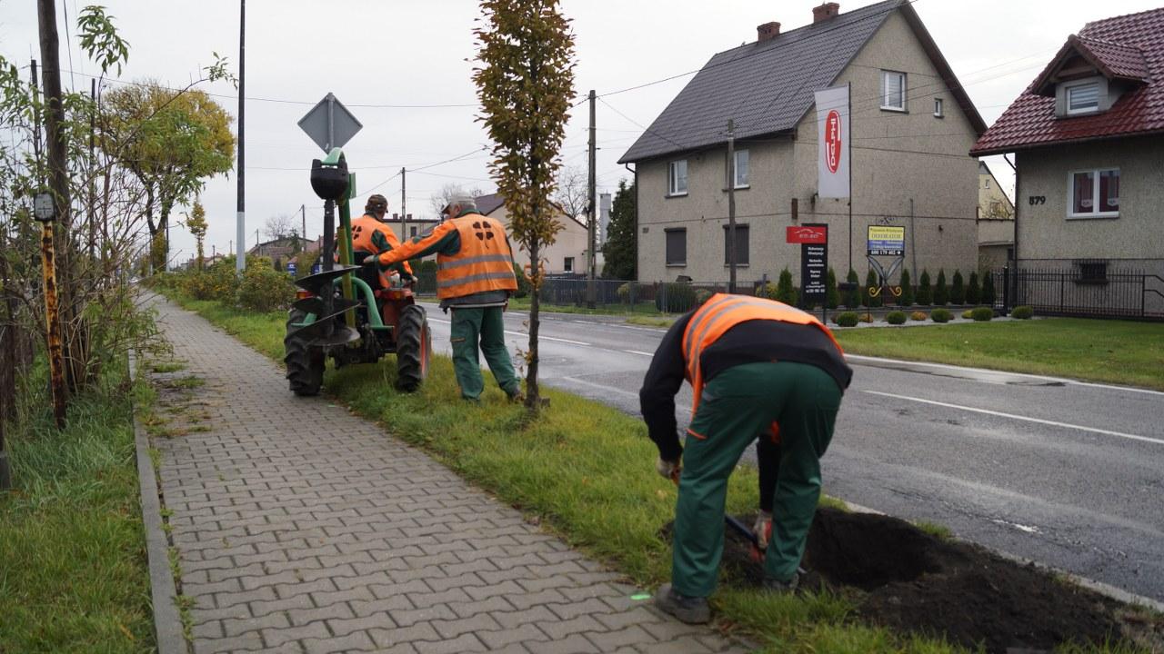 Daszynskiego jesienne nasadzenia