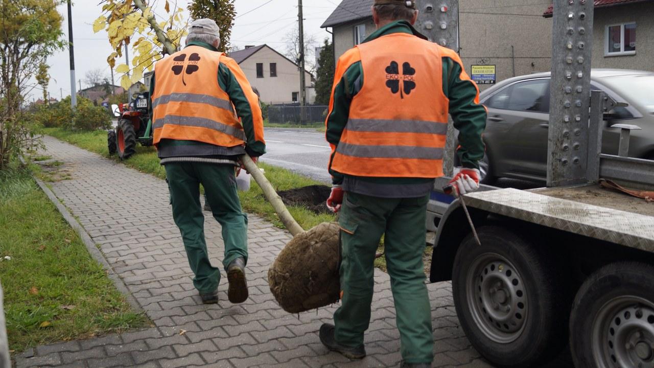 Daszynskiego jesienne nasadzenia