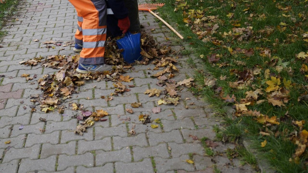 liscie lecą z drzew