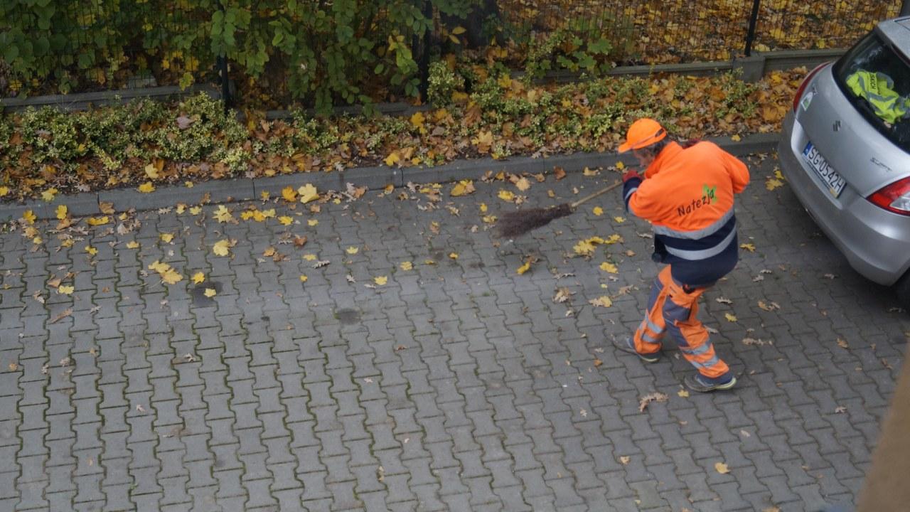 liscie lecą z drzew
