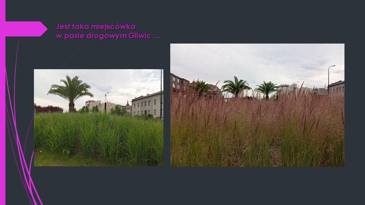 trawy ozdobne