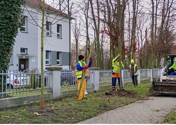 Drzewa na przyszłość - kolejne nasadzenia przy ul. Płowieckiej
