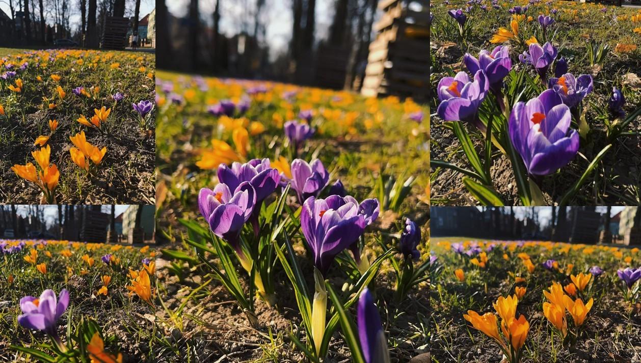 Przedwiośnie w przyulicznych pasach drogowych. 