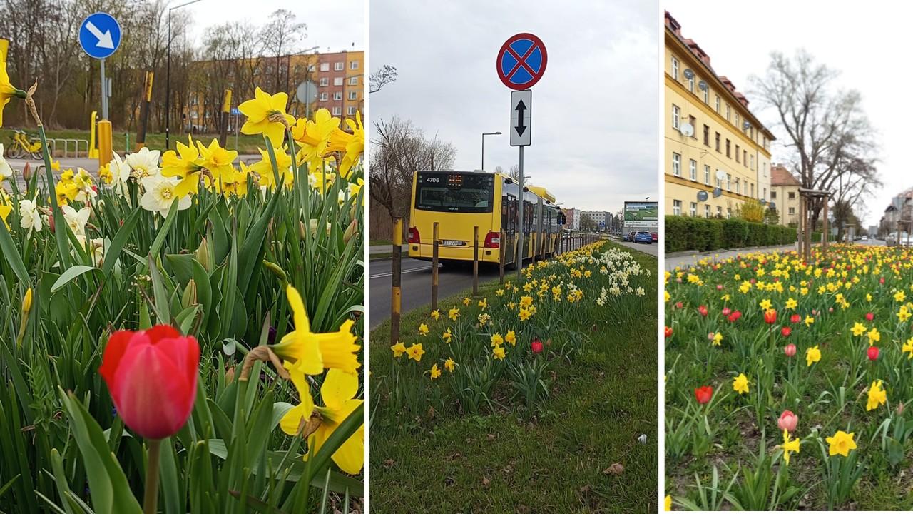 Feeria barw w pasach drogowych. Wiosna, ach to ty...